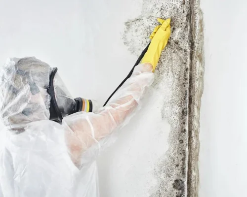 Commercial Mold Remediation Services